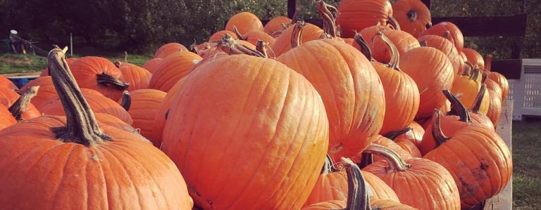 Pick Your Own Pumpkins at Our Pumpkin Patch