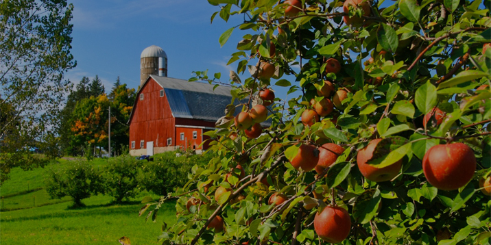 MN Apple Orchard Blog