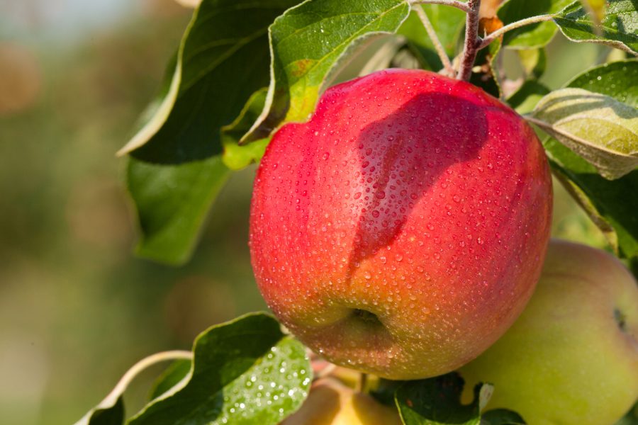 First Kiss™ Pleasant Valley Orchard
