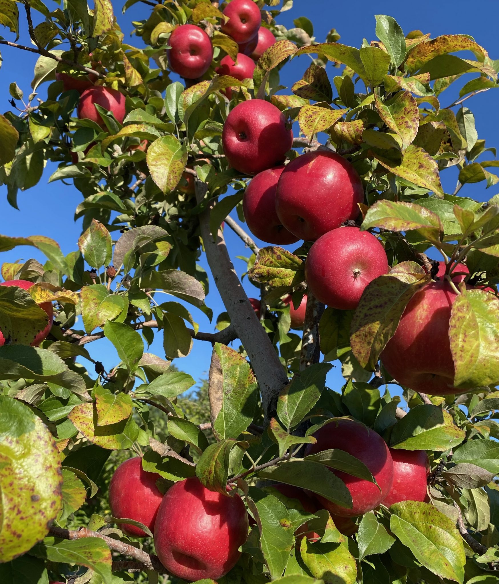 Blog Pleasant Valley Orchard